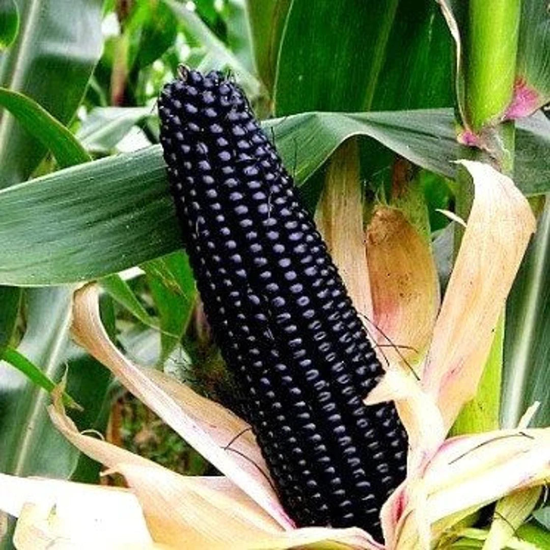 Black Corn