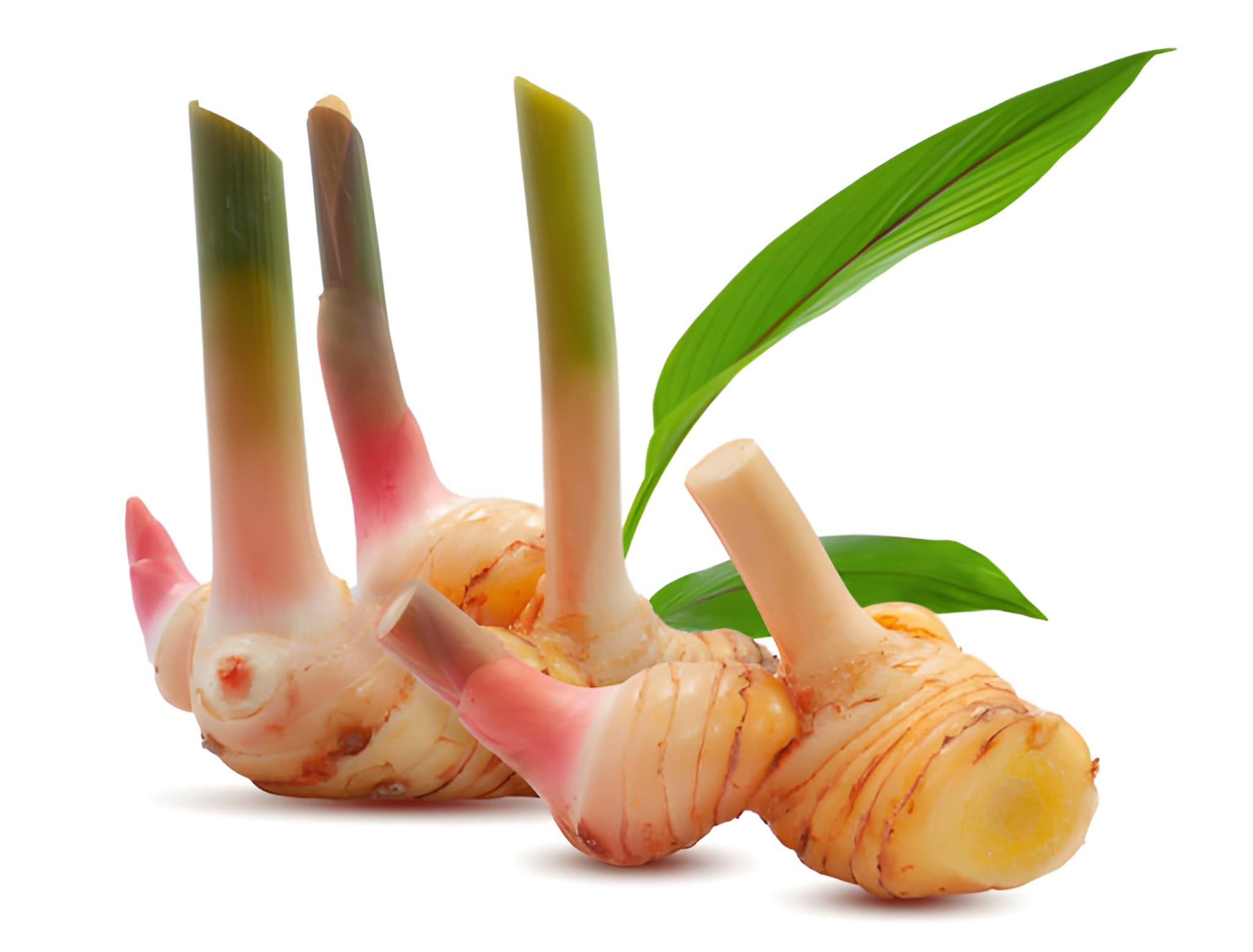 Galangal From Thailand