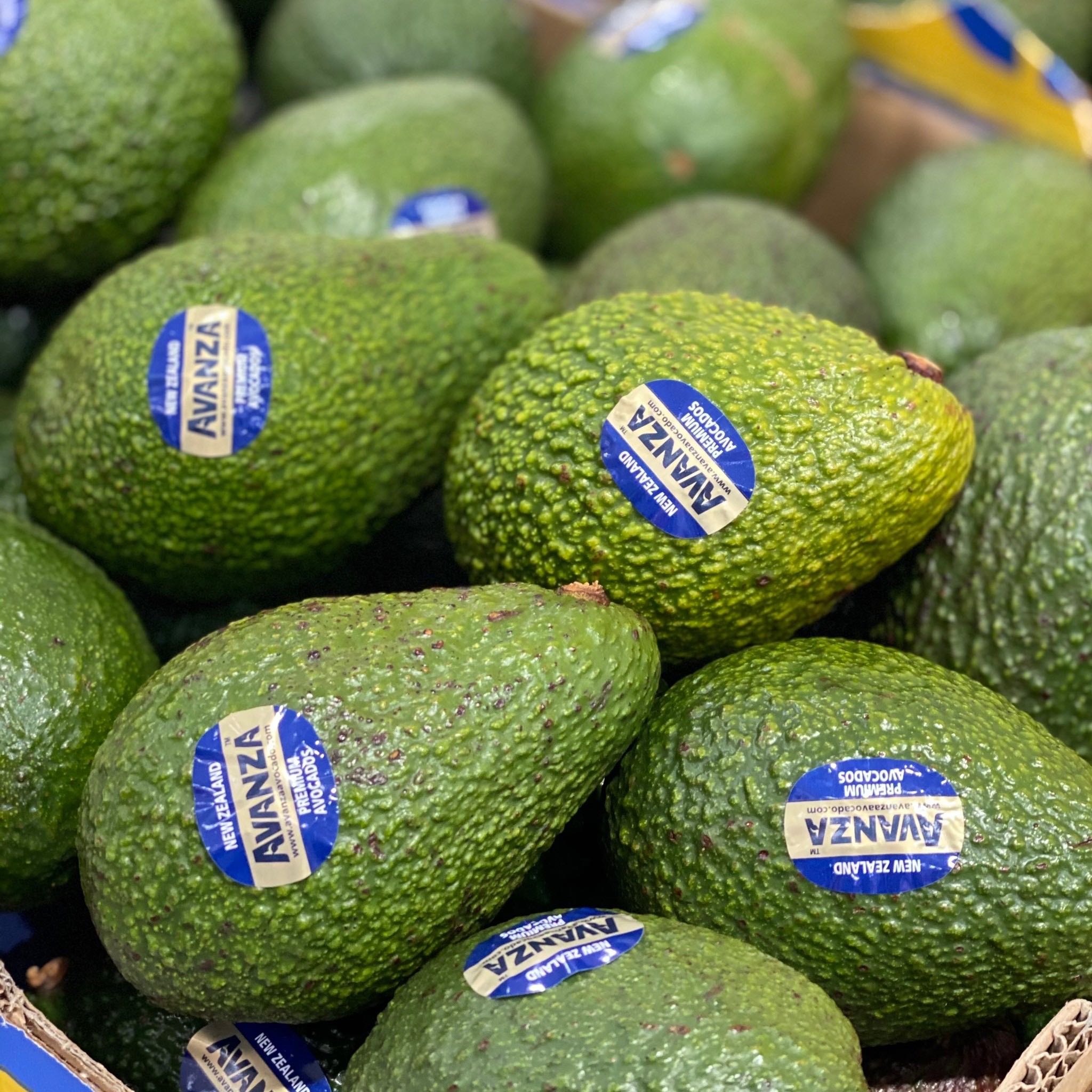 Imported Avocado (Avanza) - Pc