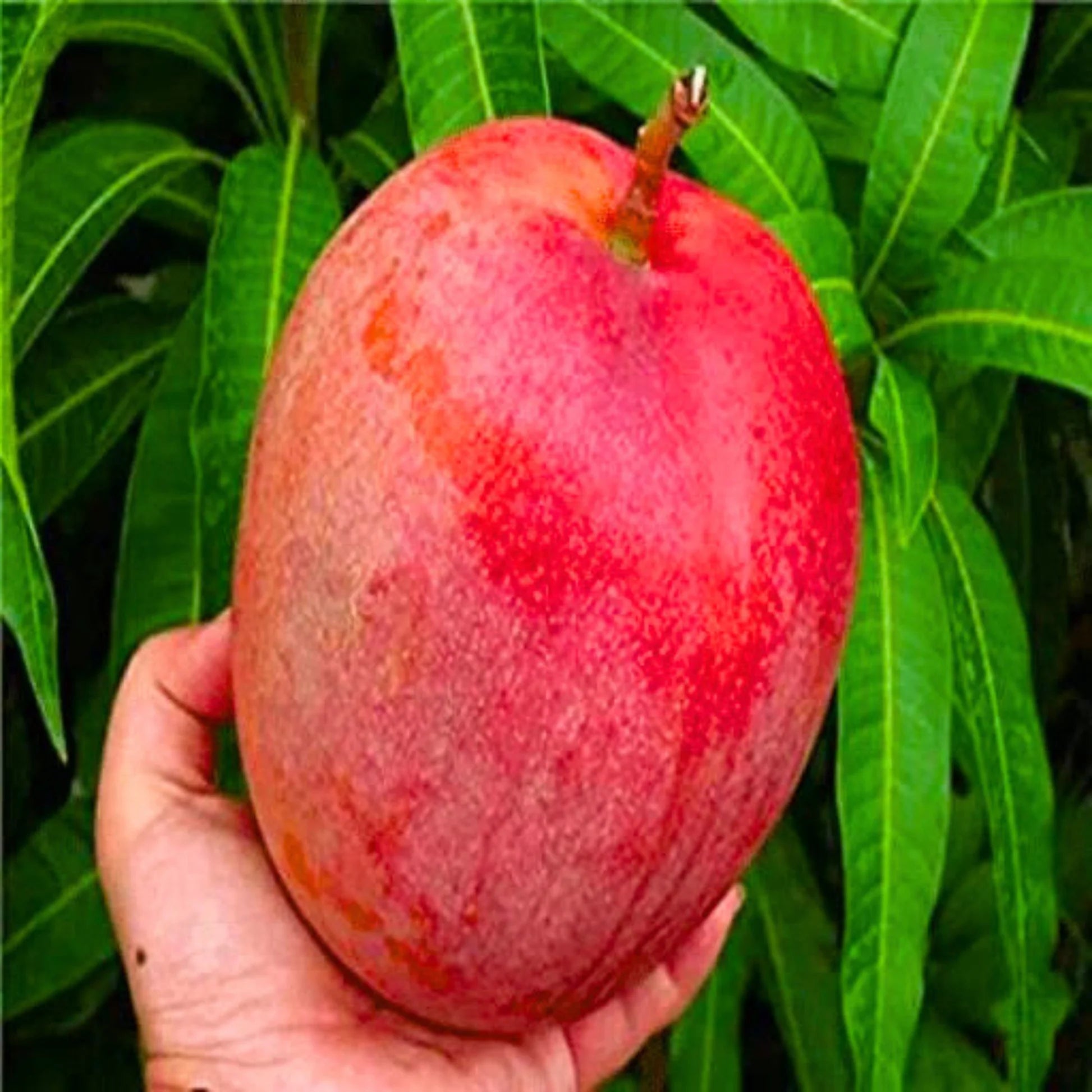 Miyazaki Mango - Pc