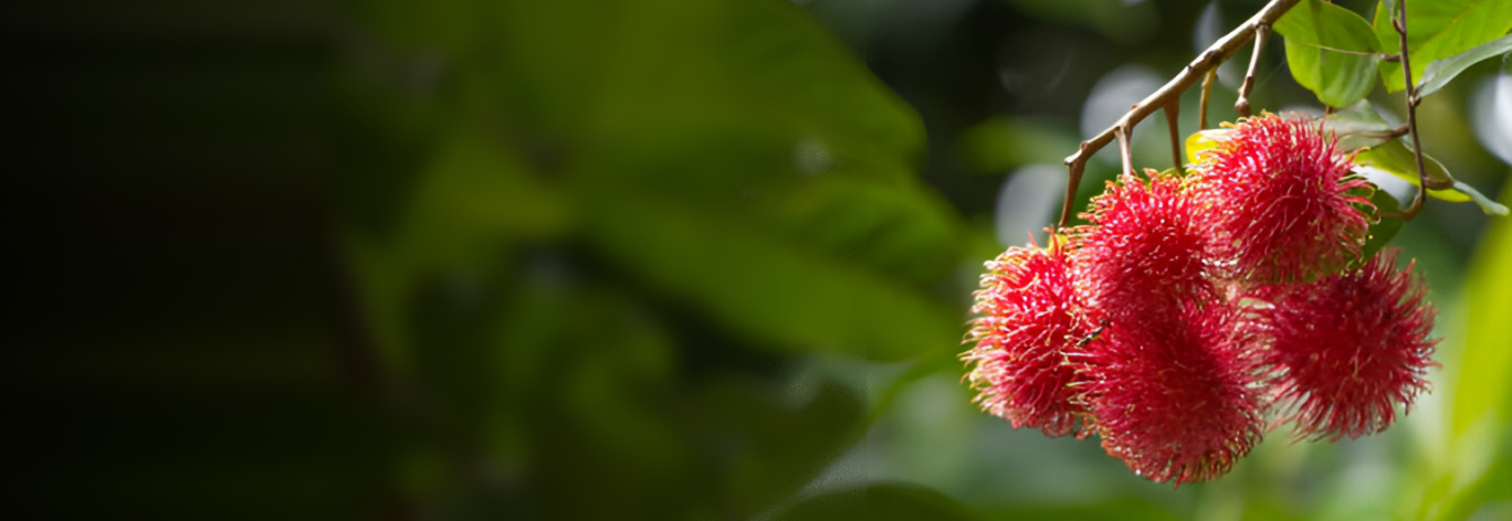 Banner image featuring rambuttan – exotic fruits and vegetables online
