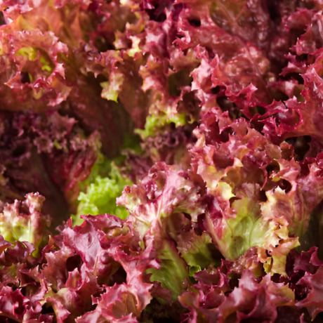Red Lollo Buy Red Leaf Lettuce (Lollo Rosso) Online | Hydroponic Fresh