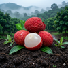 slider_img