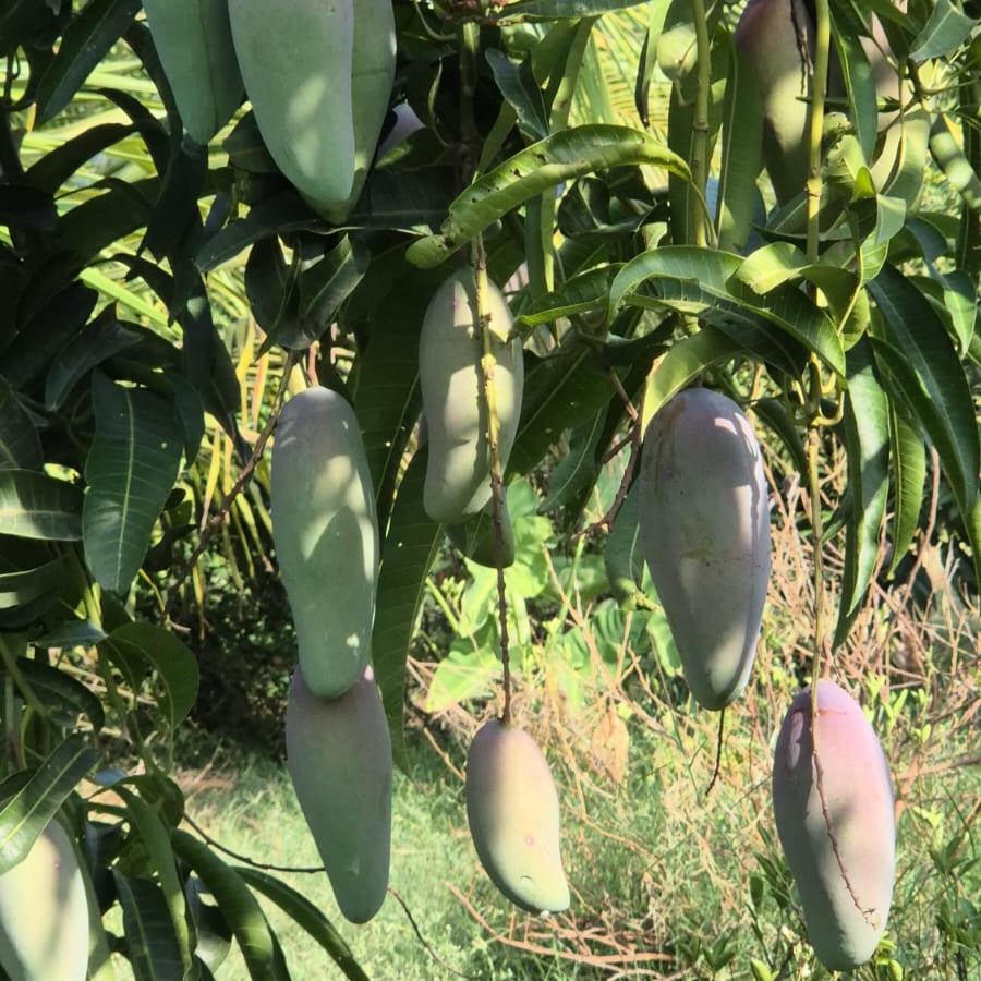 Red Ivory Mango
