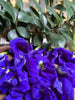 slider_img