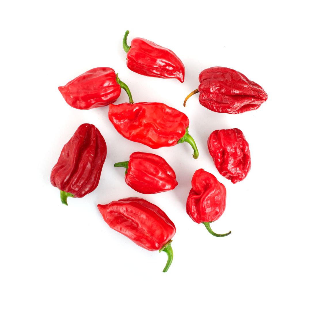 Red Habanero Chilli