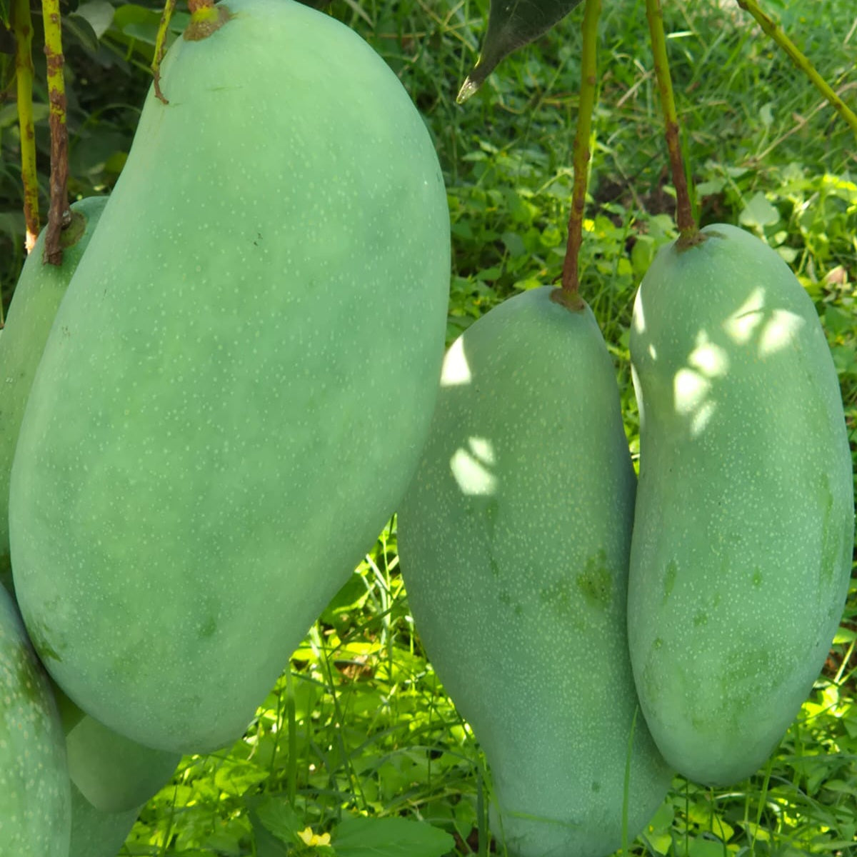Brunei King Mango